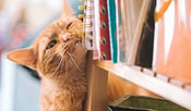 Cats Spraying: Why They Do It And How To Stop It